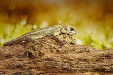 Yaz mevsiminde ağaçta sık sık kertenkele tüyleri dökülür. Kopyalama alanı ile seçmeli odak