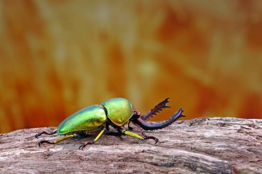 Sawtooth Beetle (Lamprima adolphinae), Yeni Gine ve Papua 'da bulunan bir erkek geyik böceği türüdür. Güzel yeşil metalik renkli böcekler, seçici odak          