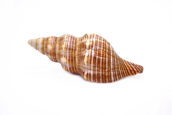 Seashell Απομονώνονται Λευκό Φόντο Θαλασσινό Κέλυφος — Φωτογραφία Αρχείου