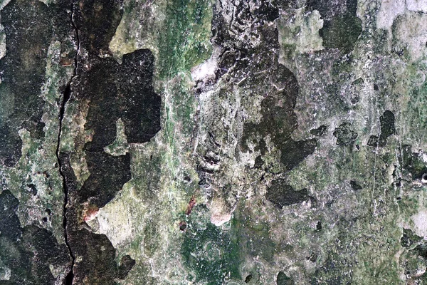 Похмура Біла Бетонна Стіна Фоном Текстурою Зелених Водоростей — стокове фото
