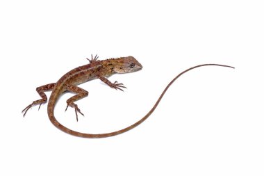 Beyaz arkaplanda yaygın bahçe kertenkelesi