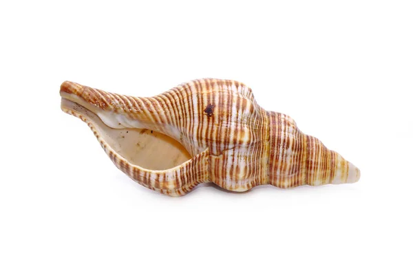 Seashell Elszigetelt Fehér Háttérrel Tengeri Kagyló — Stock Fotó