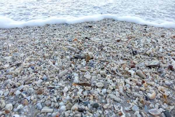 Kabukları Mercan Sahilde — Stok fotoğraf