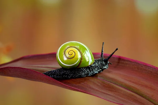 Kubanische Schnecke Polymita Picta Weltweit Schönste Landschnecken Aus Kuba Bekannt — Stockfoto