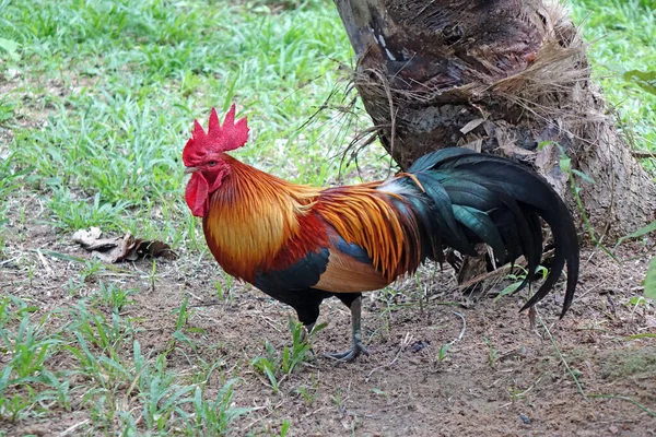 Gallo Colorato Gallo Combattente Tailandese Attenzione Selettiva — Foto Stock