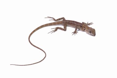 Beyaz arka plan üzerinde izole kertenkele