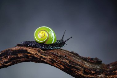 Küba salyangozları (Polymita picta) Küba 'nın en güzel kara salyangozları, nadide, nesli tükenmekte olan ve korunmakta olan 