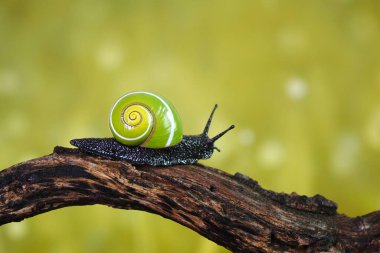 Küba salyangozları (Polymita picta) Küba 'nın en güzel kara salyangozları, nadide, nesli tükenmekte olan ve korunmakta olan 