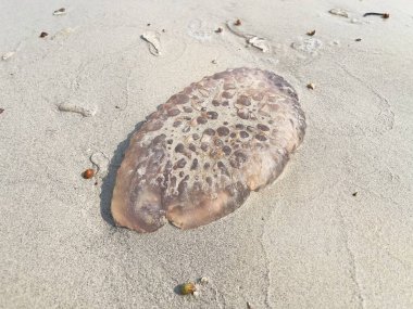 Kumsaldaki denizanası. Seçici odak, boşluğu kopyala