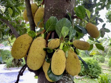 Bahçedeki meyveli Jackfruit. Seçici odak