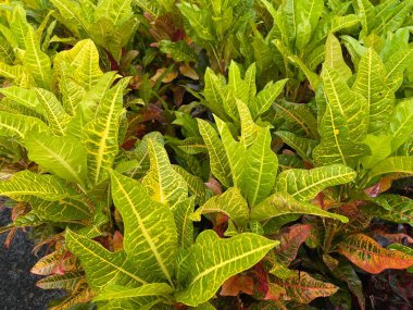 Colorful garden croton plants (Codiaeum variegatum) leaves background and texture