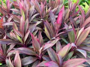 Cordyline fruticosa, çok renkli yaprakları, Cordyline fruticosa (Tiplant) her zaman yeşil veya küçük bir çalıdır.