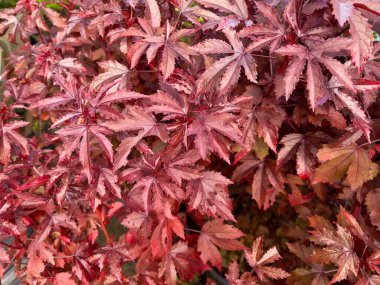 Kızılcık amberinin güzel kırmızı yaprakları. Hibiscus asetosella, yaban mersini amberotu ya da Afrika gülü çiçeği, gülgiller (Hibiscus) familyasından bir bitki türü..