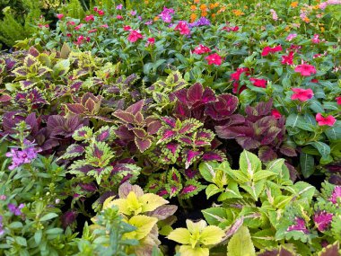 Bahçecilik hobileri için güzel çiçekleri olan fidanlıklar.