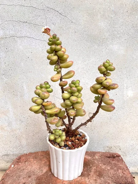 Beautiful Succulent Plants Ceramic Pot Cement Wall Background Potted Succulent — Stok fotoğraf