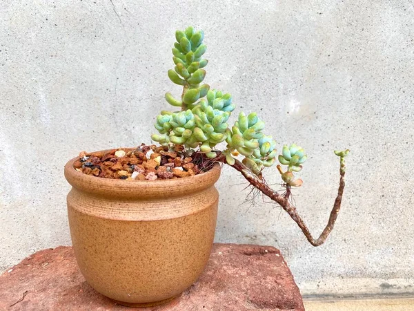 Beautiful succulent plants in ceramic pot with cement wall background. Potted succulent plants with Chinese or Japanese bonsai style. Ideas for gardening. Selective focus, copy space