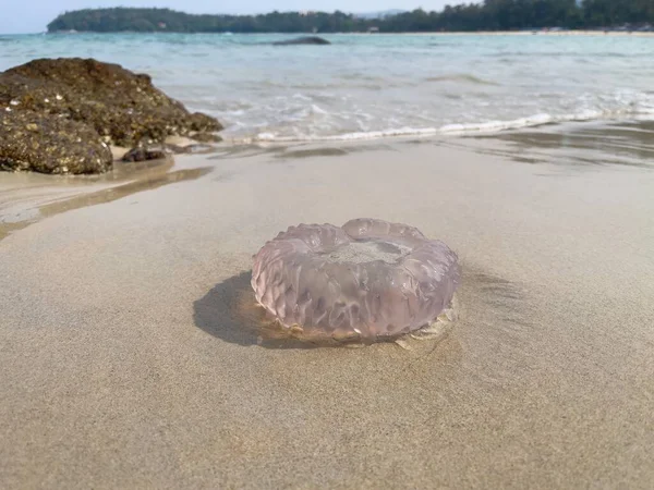 Jellyfish Sand Beach Selective Focus Copy Space — Fotografia de Stock