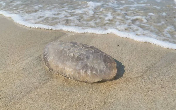 Jellyfish Sand Beach Selective Focus Copy Space —  Fotos de Stock