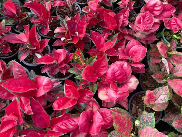 Beautiful Aglaonema Red Leaves Aglaonema Potted Plants — Stock Photo, Image