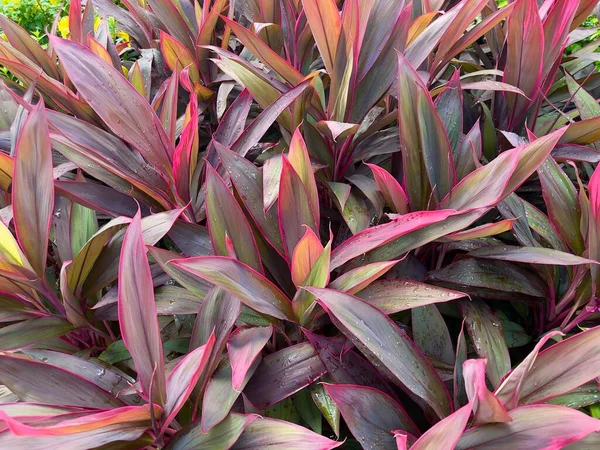 Cordyline Fruticosa Evergreen Flowering Plant Popular Houseplant Its Multicolored Leaves — Stock Photo, Image