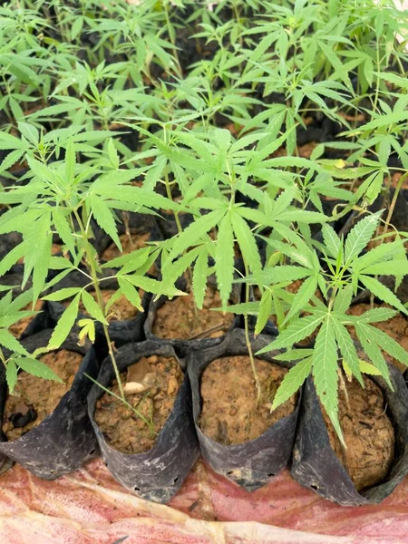 Cannabis Plants Selective Focus Cannabis Also Known Marijuana —  Fotos de Stock