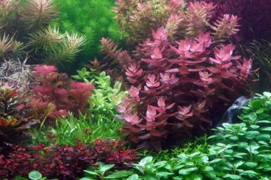 Aquarium, Colorful aquatic plants in aquarium tank with Dutch style aquascaping layout