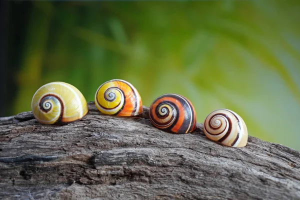 Caracol Cubano Polymita Picta Mundo Caracoles Terrestres Más Bellos Cuba — Foto de Stock