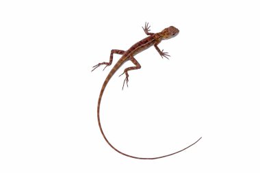 Lizard. Common garden lizard isolated on white background                               