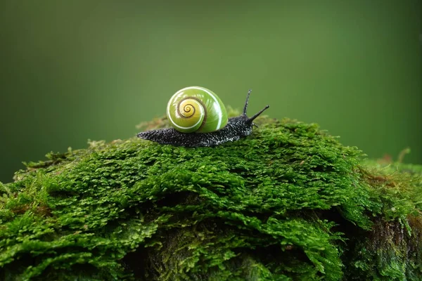 古巴蜗牛 Polymita Picta 是世界上最美丽的陆地蜗牛 它被称为 油漆蜗牛 濒危和受保护 色彩斑斓的蜗牛 有选择的焦点 复制空间 — 图库照片