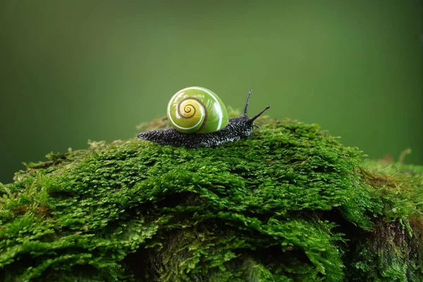 Kubanische Schnecke Polymita Picta Weltweit Schönste Landschnecken Aus Kuba Bekannt — Stockfoto