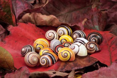 Cuban snail (Polymita picta) world most beautiful land snails from Cuba , its known as 