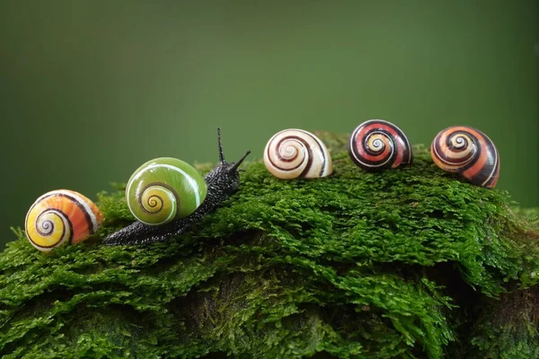 Escargot Cubain Polymita Picta Beaux Escargots Terrestres Monde Cuba Son — Photo