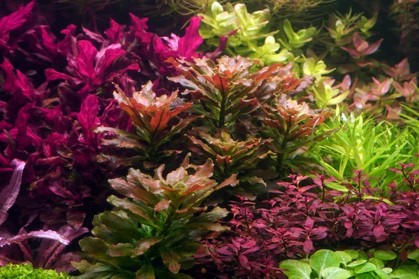 Aquatic plants: Ludwigia Sphaerocarpa or Ludwigia pilosa. A larger leafed ludwigia that is suited for foreground or mid-ground. Dutch aquascape, Dutch style aquarium planted tank. Selective focus
