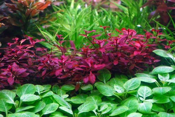 Aquatic Plants Ludwigia Mini Super Red Small Red Leafed Ludwigia — Photo