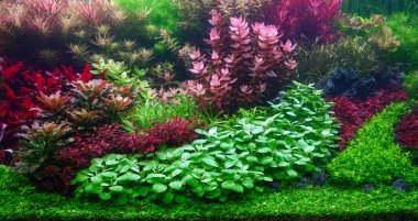 Colorful aquatic plants in aquarium tank with Dutch style aquascaping layout. Dutch tank, selective focus