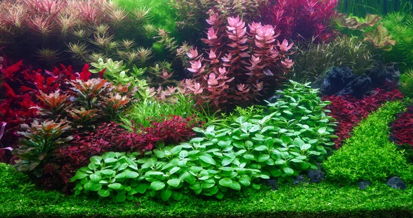 Colorful Aquatic Plants Aquarium Tank Dutch Style Aquascaping Layout Dutch Stockbild