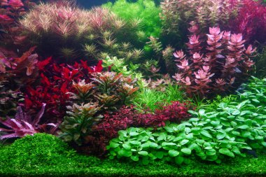 Akvaryum tankındaki renkli su bitkilerinin Hollanda tarzı su kuyusu düzeni