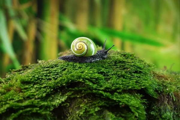 Caracol Cubano Polymita Picta Mundo Caracoles Terrestres Más Bellos Cuba — Foto de Stock