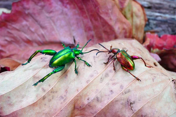 在泰国热带森林中的青蛙腿甲虫或叶虫 Sagra Femorata 世界上最美丽的金黄色甲虫之一 有选择的重点 — 图库照片
