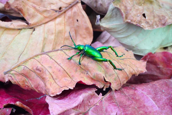 Metallic green color beetle. Frog-legged beetles (Sagra femorata) or leaf beetles  in tropical forest of Thailand. One of world most beautiful beetles with iridescent metallic colors. Selective focus