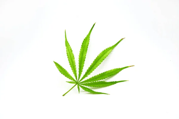 Hoja Cannabis Aislada Sobre Fondo Blanco Marihuana — Foto de Stock