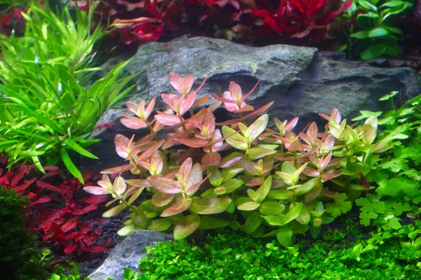 Colorful aquatic plants in aquarium tank with Nature and Dutch style aquascaping layout. Selective focus