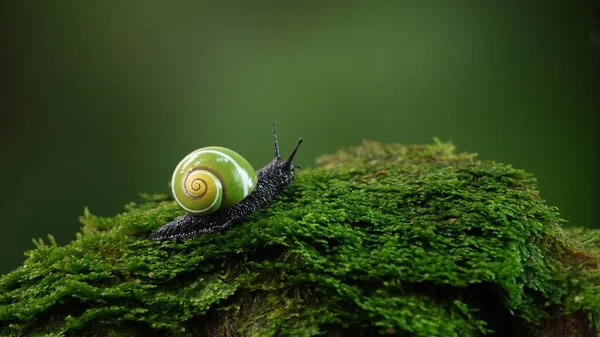 Cuban Snail Polymita Picta World Most Beautiful Land Snails Cuba — Stock Photo, Image