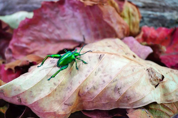 Metallic green color beetle. Frog-legged beetles (Sagra femorata) or leaf beetles  in tropical forest of Thailand. One of world most beautiful beetles with iridescent metallic colors. Selective focus