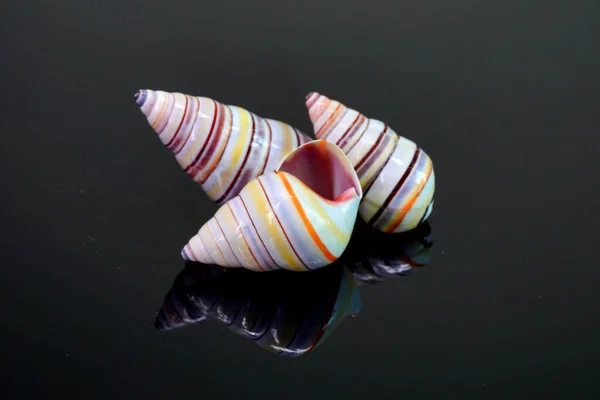 在黑色背景上隔离的藤条蜗牛 甘蔗蜗牛 Candy Cane Snail Liguus Virgineus 是原产于海地和多米尼加共和国伊斯帕尼奥拉岛的一种生活在树上的蜗牛 — 图库照片