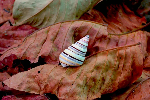 Candy Cane Snail Liguus Virgineus Вид Древесной Улитки Обитающей Карибском — стоковое фото