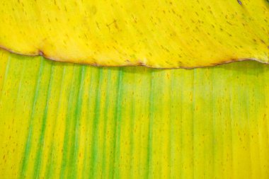 Muz yaprakları arkaplan ve doku, bayrak, kapak tasarımı 