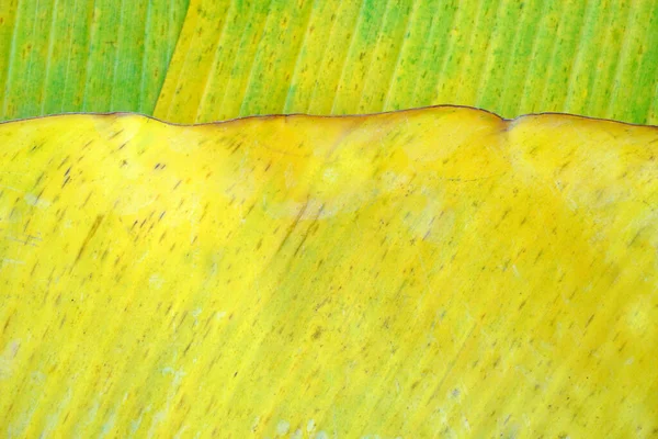 Banana Leaves Background Texture Autumn Leaves Banner Cover Design — Stock Photo, Image
