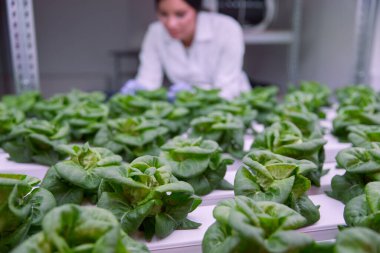 Agronomist laboratuvarda marulu inceliyor.