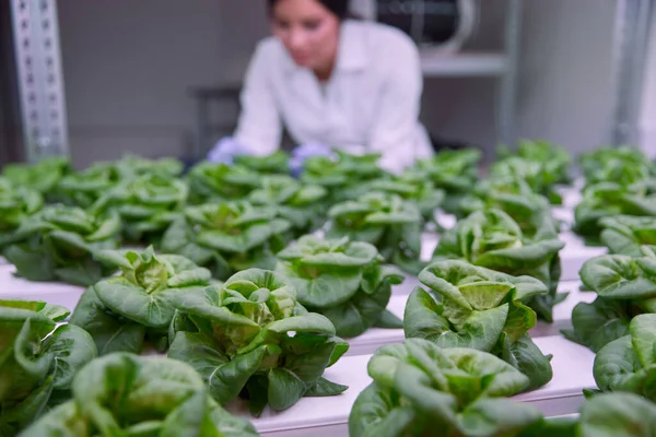 Агроном изучает салат в лаборатории — стоковое фото